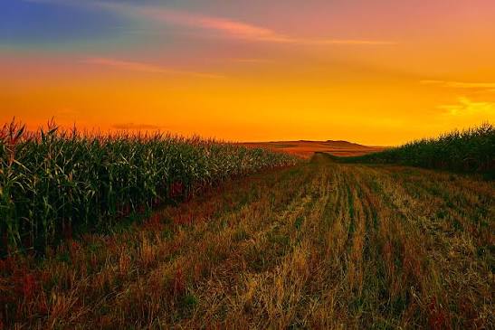 South Taranaki Farm Biodiversity Initiative