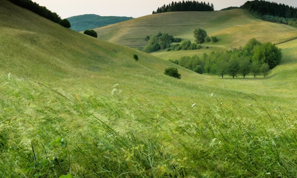 Lush Pastures Landscape